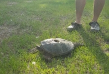 Turtle