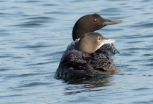 Loon with young