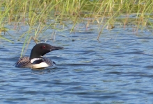 Loon