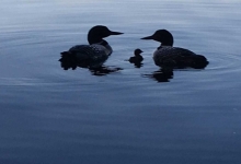 Loons